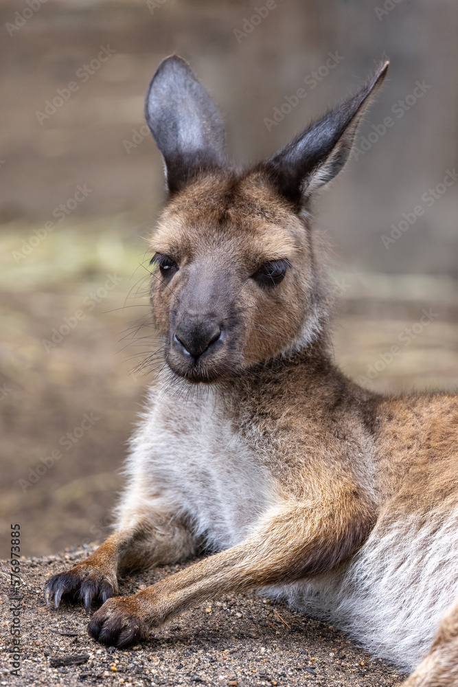 A Kangaroo Island Kangaroo, Macropus fuliginosus fuliginosusliginosus, a sub species of the Western Grey Kangaroo