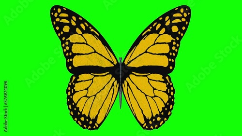Animazione illustrazione 3D. Farfalla colorata vola con le ali aperte su sfondo Chroma key. photo