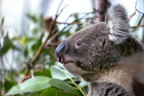 An adult koala, Phascolarctos cinereus, in a eucalyptus tree, Sydney, Australia. This cute marsupial is endangered in the wild