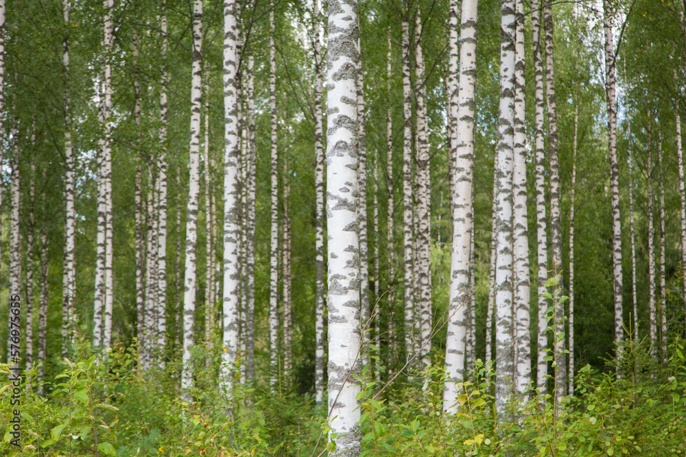 Birch forest at summer Birch forest at summer