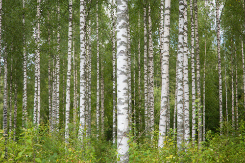 Fototapeta Naklejka Na Ścianę i Meble -  Birch forest at summer