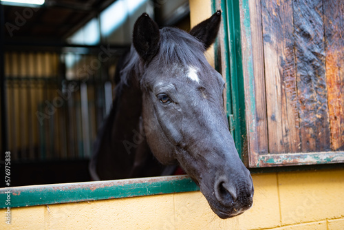 bellissimo primo piano di cavallo marrone con striscia bianca sul muso nella sua scuderia photo