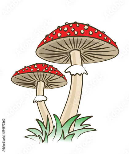 The forest mushrooms with a green grass.
