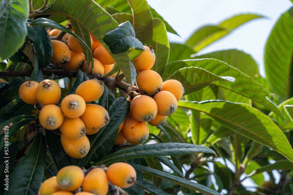 Fruit of loquat - Eriobotrya japonica - has become in Fukuoka city, JAPAN. Fruit of loquat - Eriobotrya japonica - has become in Fukuoka city, JAPAN.