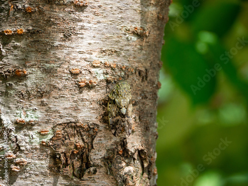 Small cicada -Platypleura kaempferi- is staying at the cherry tree trunk in Fukuoka city, JAPAN. photo