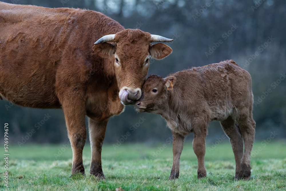 vache vache
