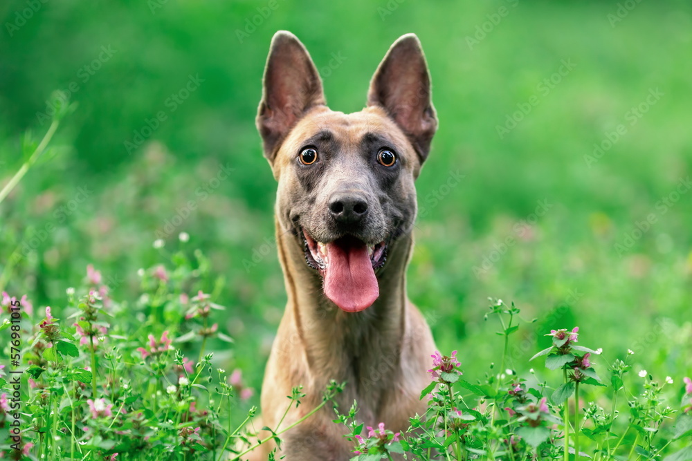 Funny smiling dog of belgian malinois breed sitting in the green grass at summer. Pet portrait at nature. Copy space