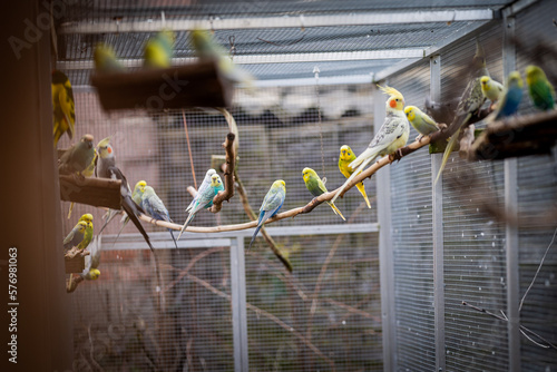 Ein bunter Wellensittich Schwarm in einer Außenvoliere