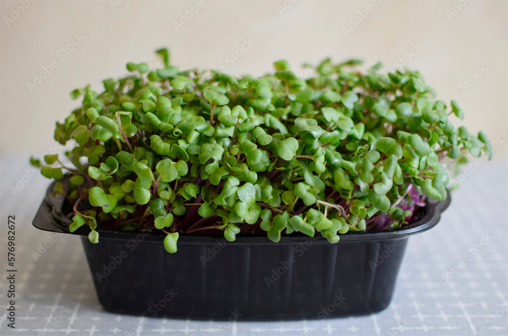 Fresh microgreens. Sprouts of radish in plastic seedling box Fresh microgreens. Sprouts of radish in plastic seedling box