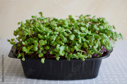 Fresh microgreens. Sprouts of radish in plastic seedling box 