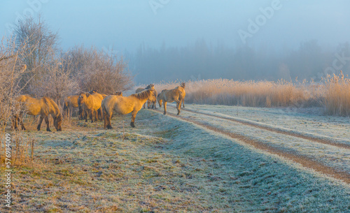 Horses in a grassy frozen green white field along a foggy lake in sunlight at sunrise in winter, Almere, Flevoland, The Netherlands, March 1, 2023 photo