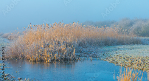 Reed along the edge of a frozen foggy lake in sunlight at sunrise in winter, Almere, Flevoland, The Netherlands, March 1, 2023