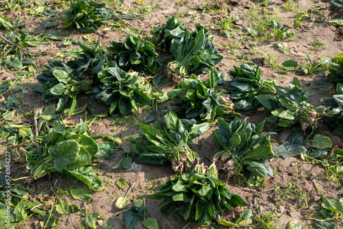 Fresh spinach freshly harve...