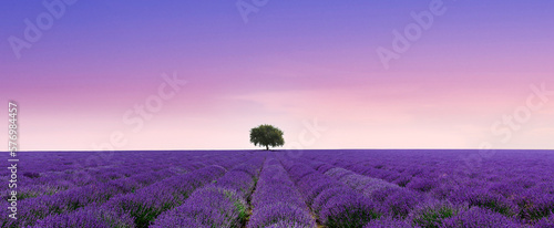 Lavendelfeld bis zum Horizont und wolkenloser Himmel photo