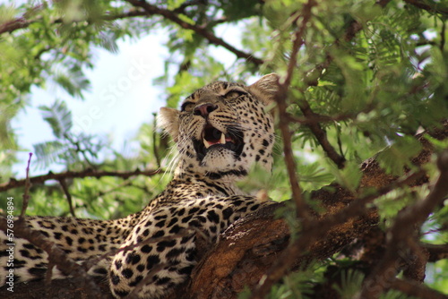 Leopardo en Serengeti