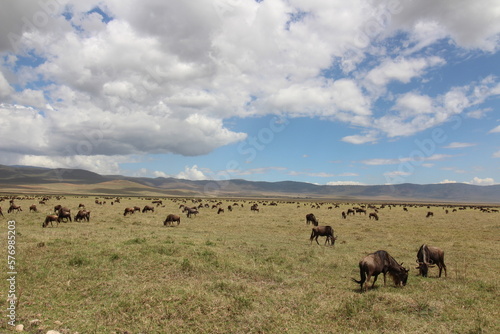 Ñus en Ngorongoro © Javier