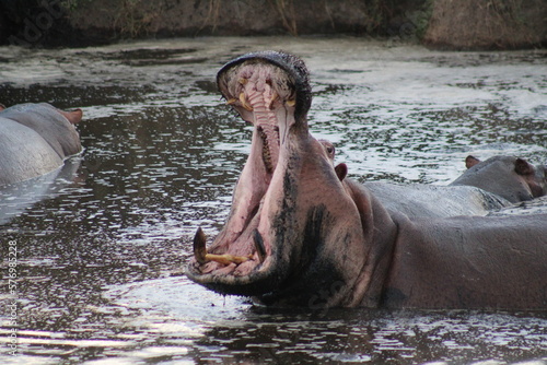Bostezo de hipopótamo photo