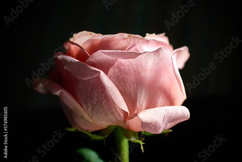 pink rose on black