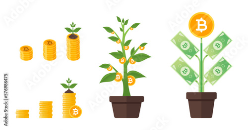 Thai Baht Money Tree Growing