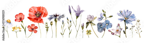 Watercolor wildflowers set ccollection. Hand drawn wild meadow flowers, hebs illustrations. Botanical drawing. Field summer flowers. Poppy, chamomile, clover, bellflower, celandine, green leaves