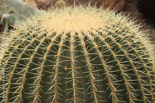 green golden barrel cactus   spine detail rows   Echinocactus grusonii