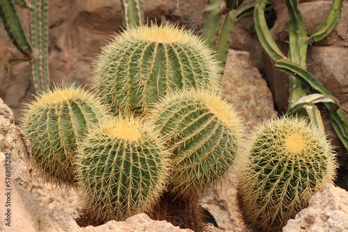 golden barrel cactus with spines in detail   Echinocactus grusonii