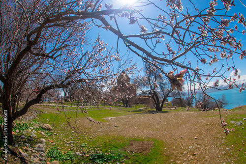 Panoramic view of Armenian Holy Cross Cathedral surrounded by tree in blossom in a middle of Akdamar Island (Akdamr Adasi), Lake Van, Gevas, Eastern Turkey photo