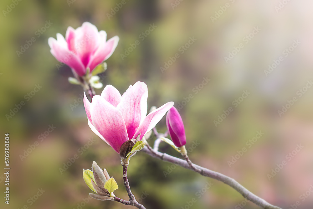 Pink magnolia flowers on a tree branch on a blurred background. Copyspace. Basis for a postcard. Selective focus. Pink magnolia flowers on a tree branch on a blurred background. Copyspace. Basis for a postcard. Selective focus.