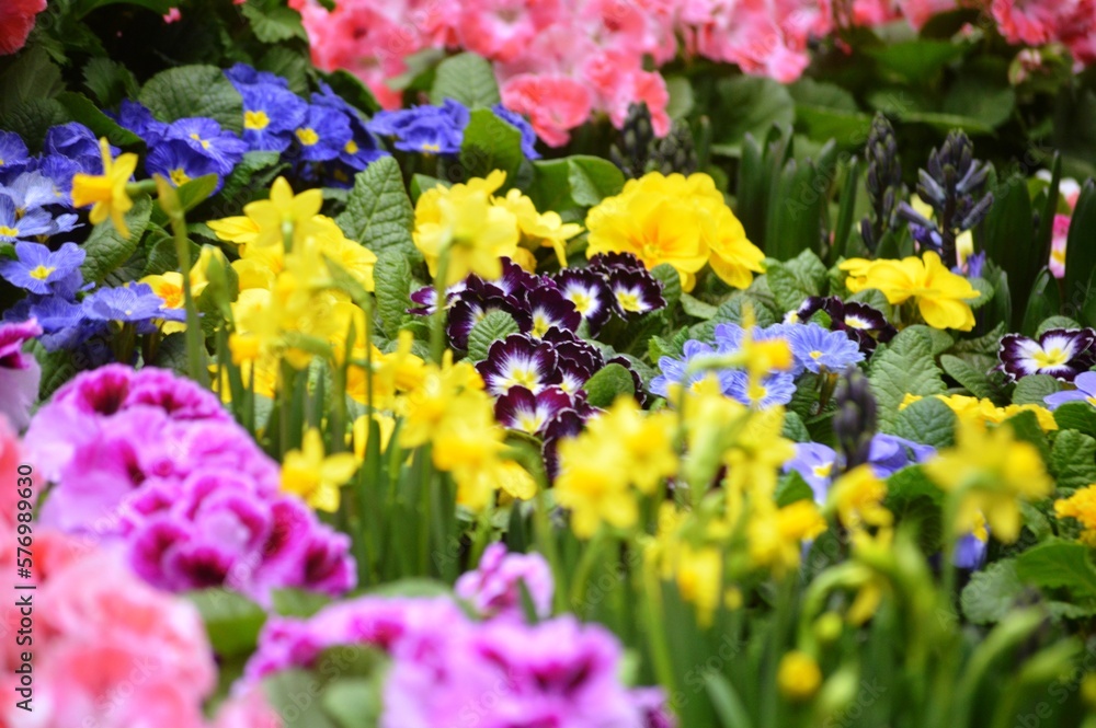 purple and yellow tulips purple and yellow tulips