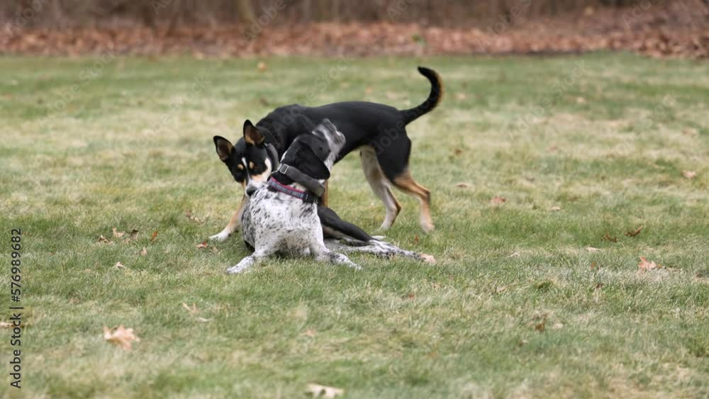 Two dogs playing together on the grass in the middle of the woods in winter, nobody, long shot Two dogs playing together on the grass in the middle of the woods in winter, nobody, long shot