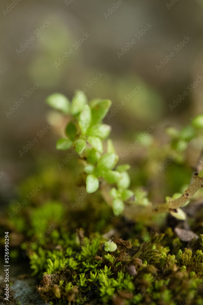 moss on the tree