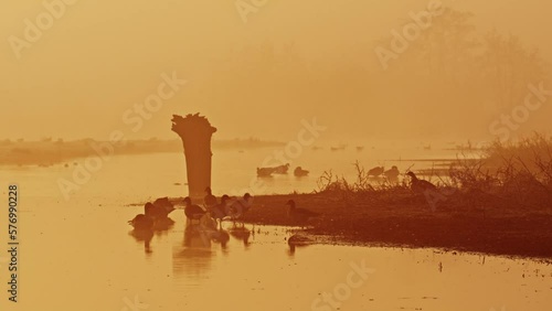 Zoomed in shot of geese on river - soft golden morning light diffused in mist photo