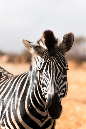 una zebra in mezzo alla savana