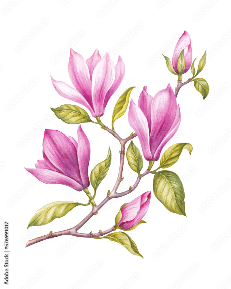 Naklejka premium Watercolor pink Magnolia. Rose spring floral