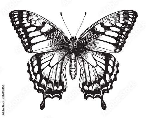 Butterfly beautiful hand drawn sketch illustration Insects