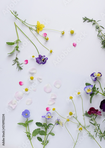 沢山のナチュラルな春の花、カモミールとビオラの花、ガーデニングの背景、白背景
