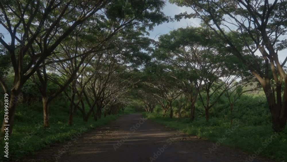Slow motion copter view of beautiful alley of trees in golden light. Tunnel made from crowns of trees in English park in the september morning. Drone flying along peaceful rural lane. Green.