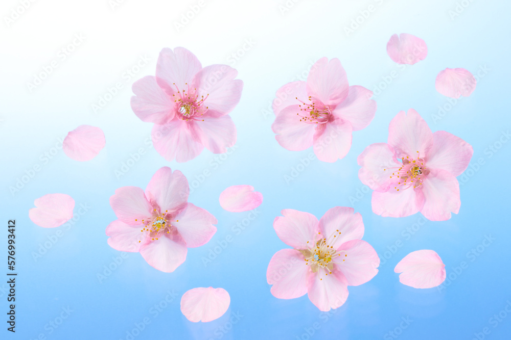サクラの花 ブルーのグラデーション背景
サクラの花 ブルーのグラデーション背景