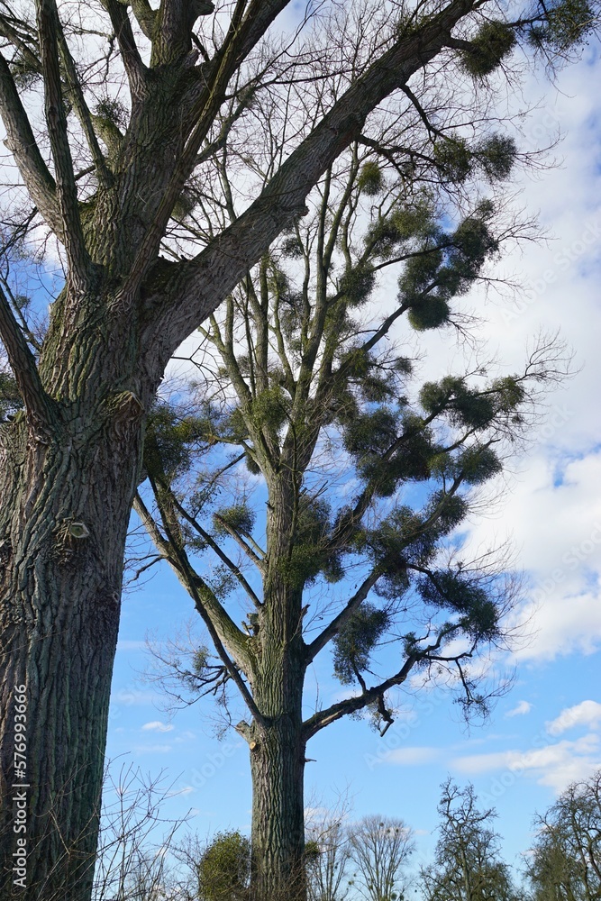 Fototapeta premium Schmarotzerpflanzen im Baum