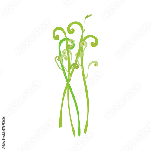 Fotografie ワラビ。フラットなベクターイラスト。
Bracken. Flat designed vector illustration.