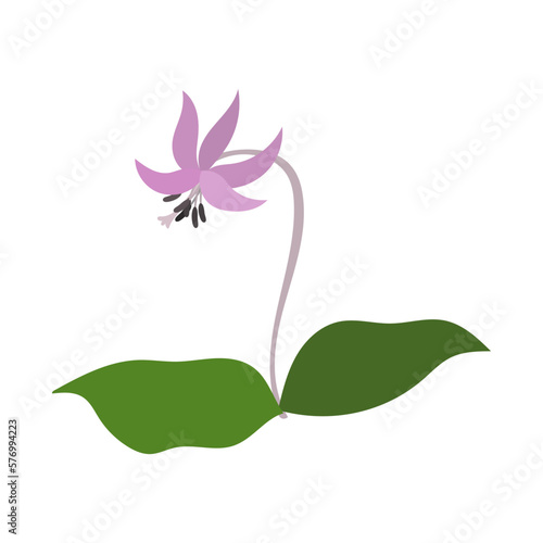 カタクリの花。フラットなベクターイラスト。
Dogtooth violet. Flat designed vector illustration. photo