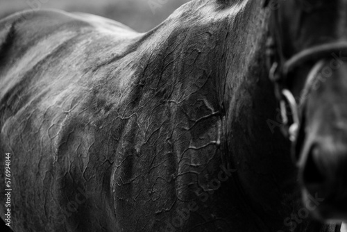 Bilde på lerret Cheval après course