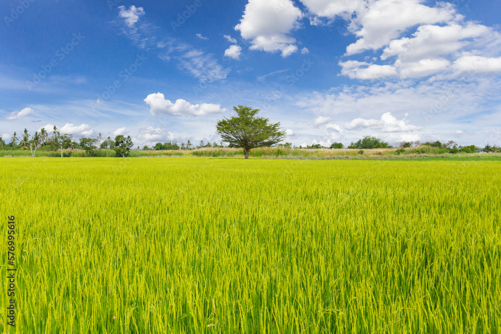 The green rice field with sky and cloud background. natural concept The green rice field with sky and cloud background. natural concept