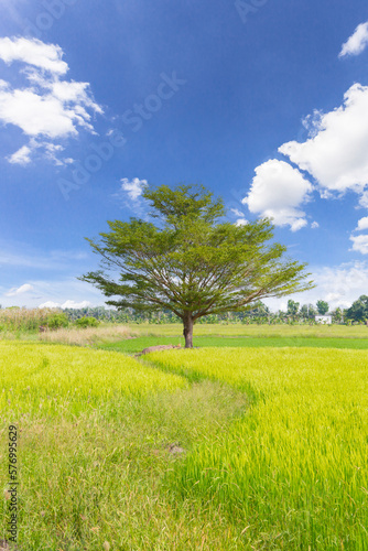 The green rice field with sky and cloud background. natural concept