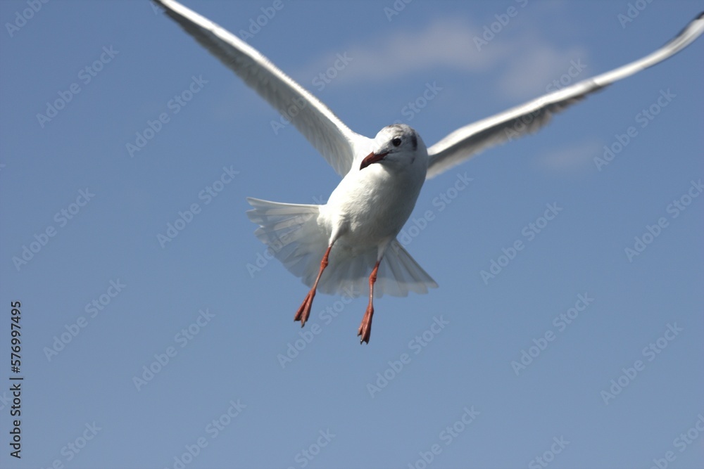 Graceful Seagull in Flight – Majestic Bird Soaring in the Sky Graceful Seagull in Flight – Majestic Bird Soaring in the Sky