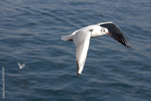 A seagull flying in the sky, albatros