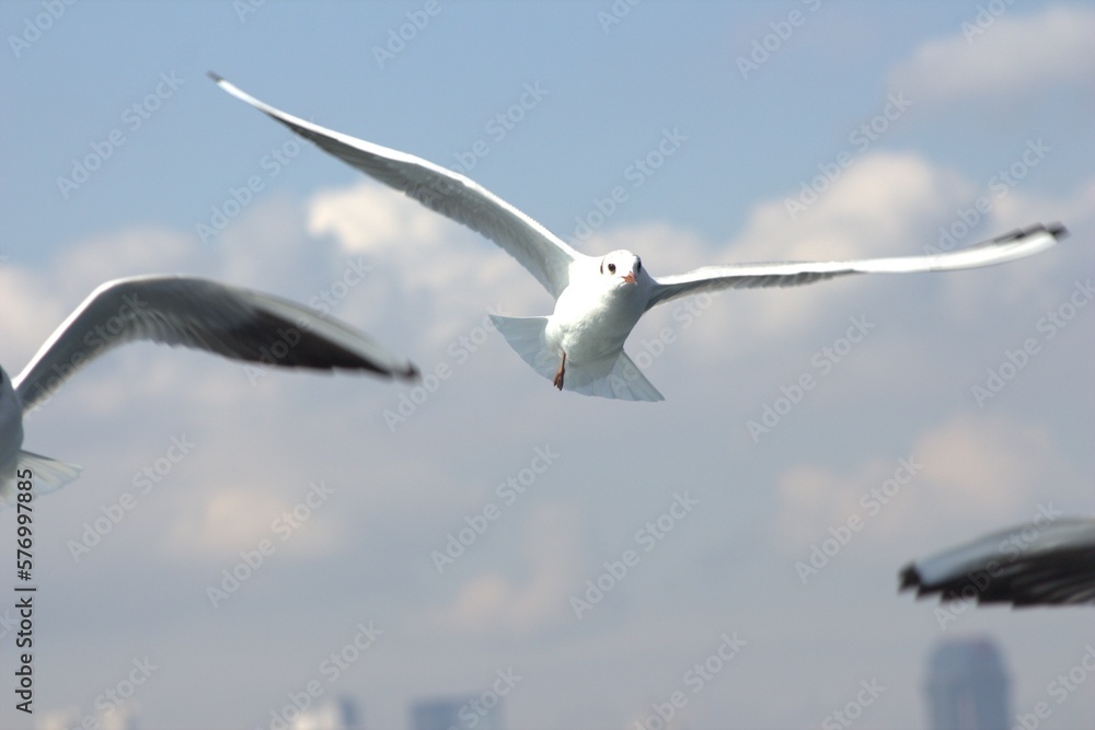 Graceful Seagull in Flight – Majestic Bird Soaring in the Sky