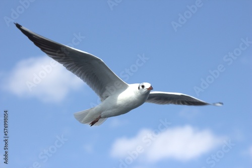 A seagull is flying in the sky, albatros