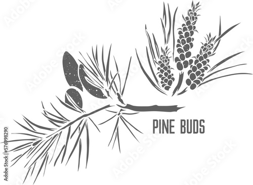 Pine branch with buds vector silhouette. Pini gemmae medicinal herbal outline. Pine buds silhouette for pharmaceuticals and coocking. A set of Pine branch with buds outlines.