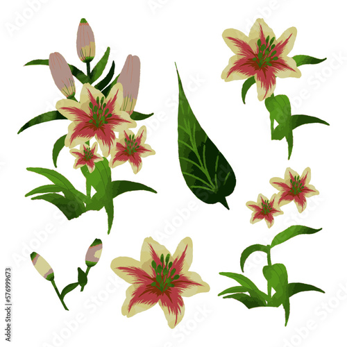 Vector Botanical set of wild flowers set of separate parts and bring together to beautiful bouquet of flowers in water colours
